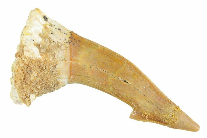 Fossil Sawfish (Onchopristis) Rostral Barb - Morocco #356419